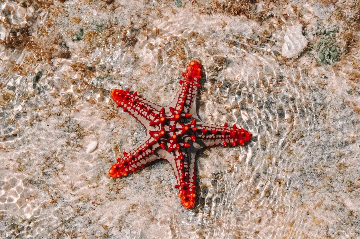 Rach Vem Starfish Beach Tour by Private Car: Full Day - Gallery