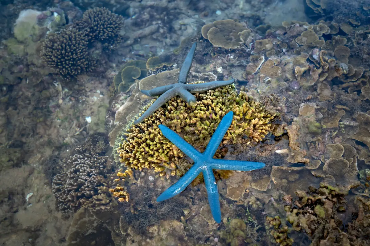 Rach Vem Starfish Beach Tour by Private Car: Full Day image for Rach Vem Starfish Beach Full-Day Tour