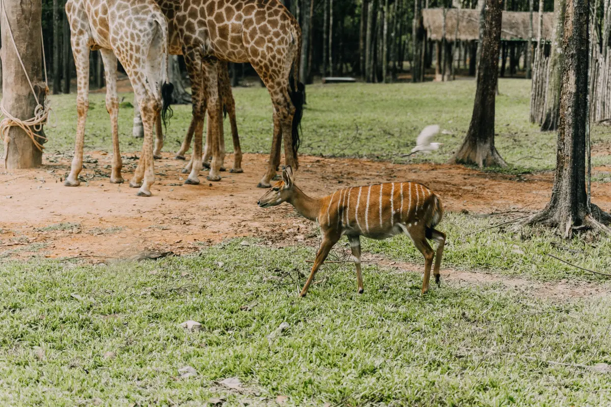 Vinpearl Safari Tour: Best Rates, Private Car & Tickets - Gallery