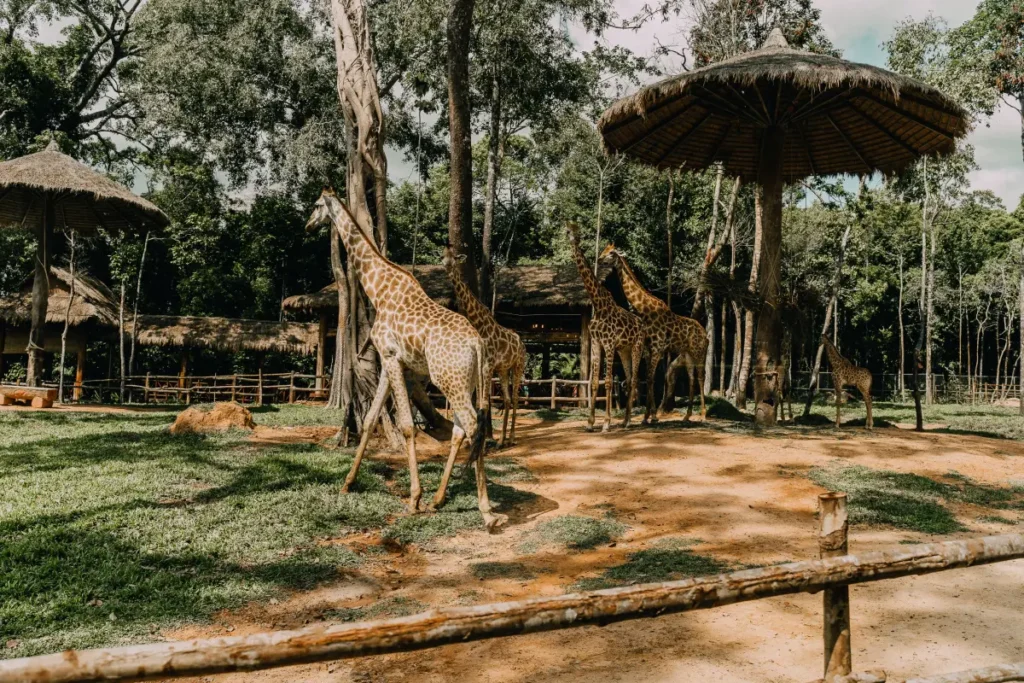 Several giraffes stand and walk in a shaded, fenced zoo enclosure with trees, grass, and large thatched umbrellas at Vinpearl Safari Phu Quoc Island on a sunny day.